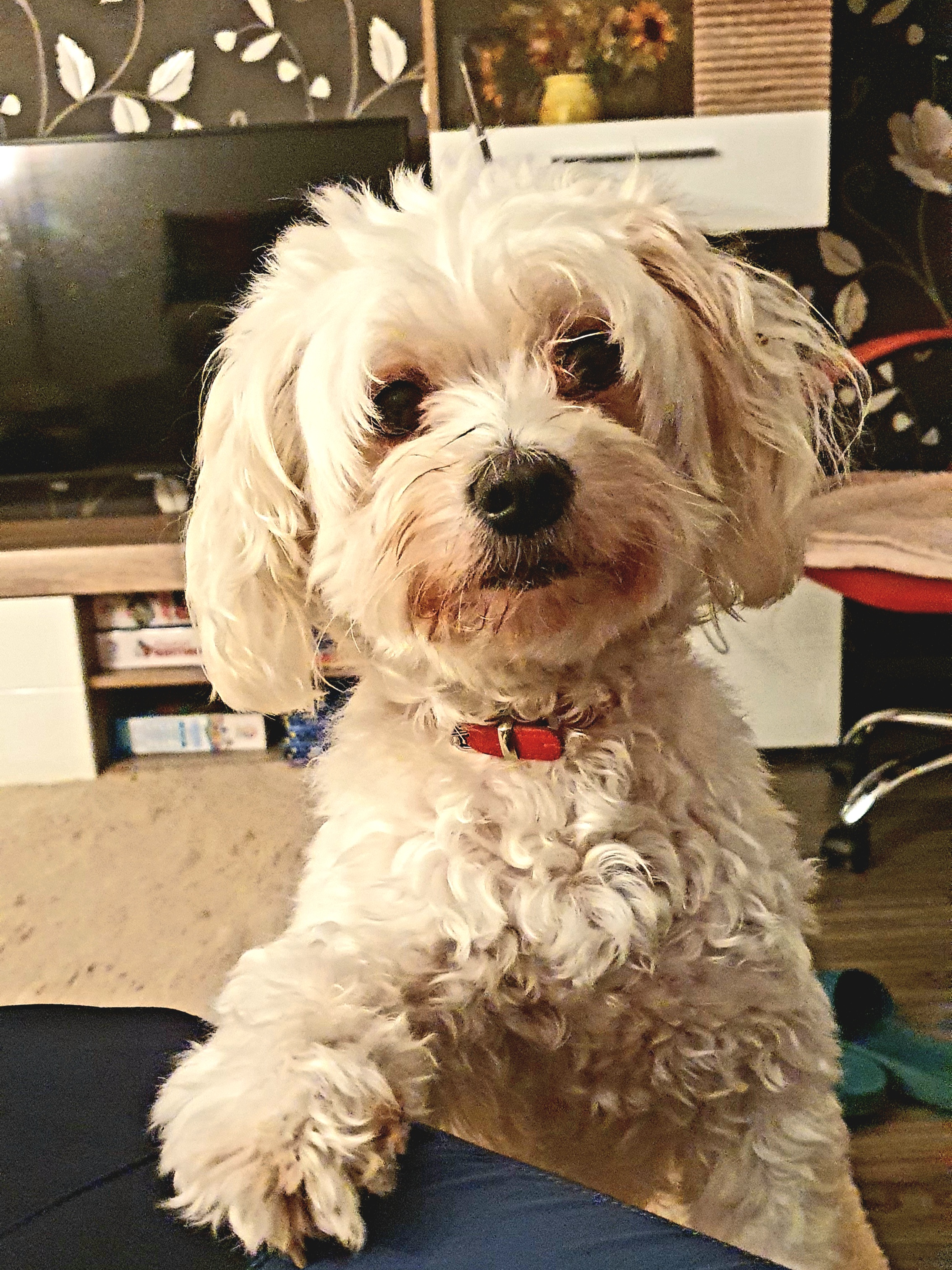 Mia, bichon-ul adorabil